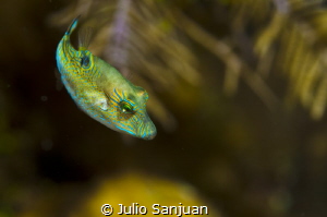 Spotted filefish by Julio Sanjuan 